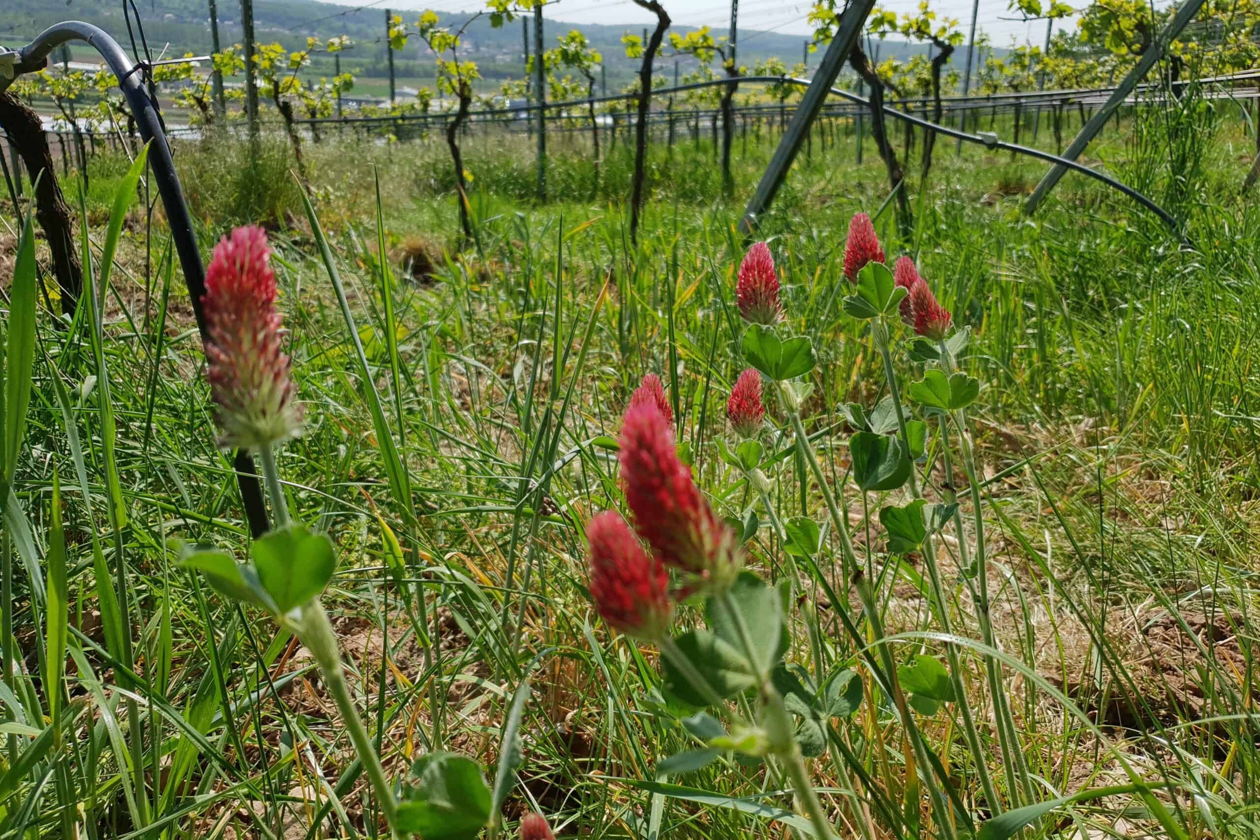 Weingut Laufer 